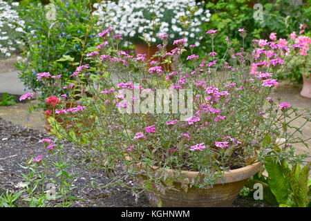 Contenitore da giardino con fioritura verbena sissinghurst rosa ' su una terrazza giardino Foto Stock