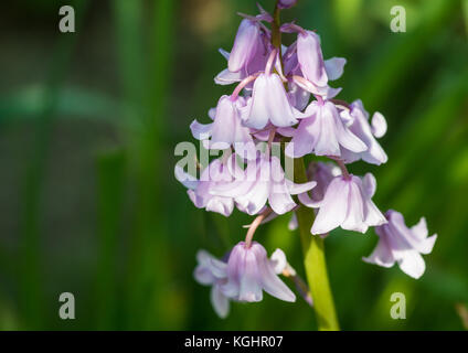 Una macro shot di alcuni rosa bluebells spagnolo. Foto Stock