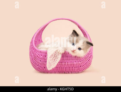 Carino 6 settimane vecchio rag doll baby gatto con gli occhi blu appesa sopra il bordo di un cestello di rosa su off - sfondo bianco Foto Stock