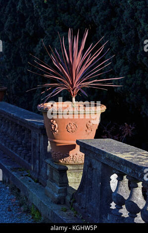 Cultivar Cordyline Australis 'Red Star' in terracotta pot. Rydal Hall, Rydal, Lake District National Park, Cumbria, England, United Kingdom, Europe. Foto Stock