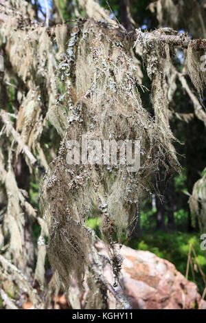 Barba moss appeso in abete rosso ramoscello Foto Stock