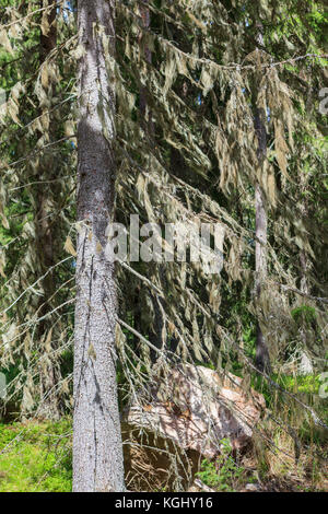 Barba moss appeso nella struttura ad albero di abete rosso Foto Stock