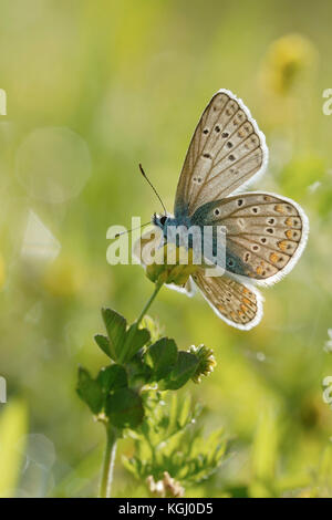 Comune Blu / Hauhechel Blaeuling ( Polyommatus icarus ), in una mattina di primavera estiva, con ali aperte, preso dal basso, inondato di luce in backli Foto Stock