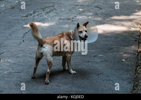 Il marrone del cane randagio camminando sulla strada indossando particolari bendaggio in plastica. Foto Stock