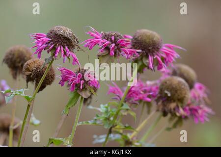 Monarda didyma, bergamotto seedheads in autunno, Wales, Regno Unito Foto Stock