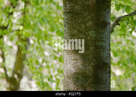 Faggio, Fagus sylvatica, dettaglio di corteccia e foglie di primavera, Wales, Regno Unito. Foto Stock