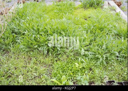 Un letto di rotazionalmente ritagliato Wild Rocket, Eruca sativa in un polytunnel in primavera, Wales, Regno Unito. Foto Stock