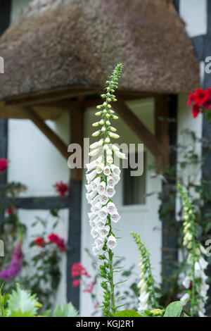 Foxgloves nel giardino anteriore di un nero con tetto in paglia e legno bianco incorniciato cottage. Ashton sotto la collina, Worcestershire, Regno Unito Foto Stock