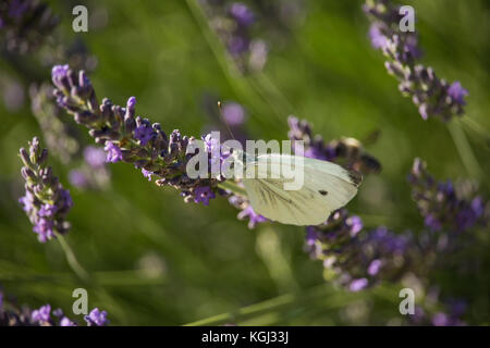 Sarcococca rapae sui fiori viola Foto Stock