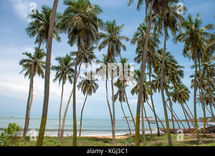 Gli alberi di cocco stretching alta sulla Gold Coast di ghana Cape Coast sotto il blu limpido cielo africano dall'Oceano Atlantico e sul tratto di sabbie Foto Stock