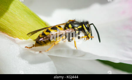 Una ripresa macro di un comune wasp divora la sua preda. Foto Stock