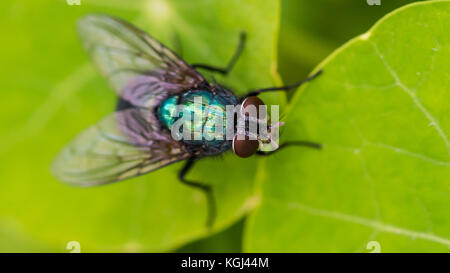 Una macro shot di greenbottle appoggiata su una foglia verde. Foto Stock