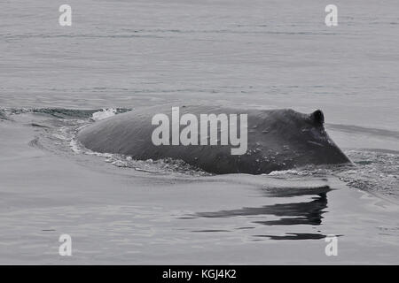 Humpback Whale (Megaptera novaeangliae) affioranti al suono nerastro vicino a North Vancouver Island comunità di Telegraph Cove su Canad West Coast. Foto Stock