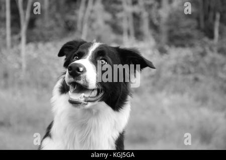 Border Collie 3/4 anteriore vista di profilo con alberi in background. un molto concentrato cane con l'autunno di colori o in bianco e nero. Foto Stock