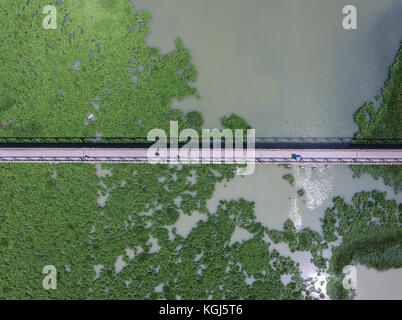 Giacinto di acqua nel fiume Jeneberang di Makassar. La crescita del giacinto di acqua può danneggiare l'ecosistema del fiume a causa della mancanza di ossigeno. Foto Stock