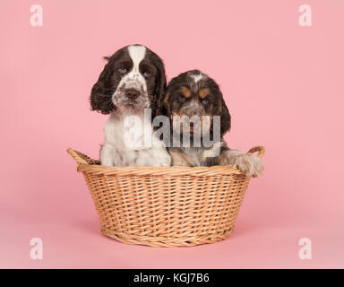 Due graziosi cocker spaniel cucciolo cani seduti in un cesto di vimini su un sfondo rosa Foto Stock