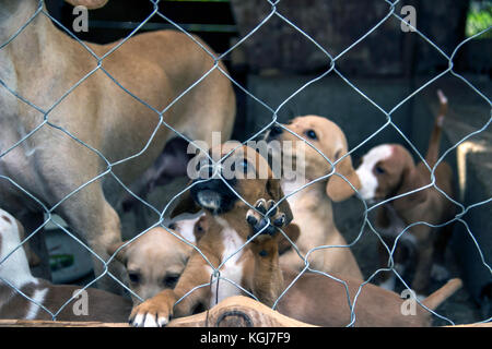 Podgorica, Montenegro, settembre 2017 - senzatetto cane da caccia e cuccioli in attesa di essere adottata da un nuovo proprietario in un rifugio per gli animali abbandonati Foto Stock