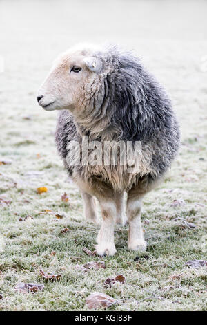 Flintshire, Nord, Regno Unito. 8 Novembre, 2017. Regno Unito Meteo. Un freddo gelido inizio per alcuni oggi dopo una giornata di pioggia di ieri e di cancellazione del cielo per il resto della giornata. Un ardito pecora Herdwick sfidando le temperature di congelamento di questa mattina in un campo di congelati nel villaggio di Nannerch, Flintshire Foto Stock