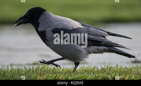 Berlino, Germania. 8 novembre 2017. Un corvo con cappuccio che porta un pezzo di noce nel becco di fronte alla Cancelleria federale di Berlino, Germania, l'8 novembre 2017. Crediti: Silas Stein/dpa/Alamy Live News Foto Stock