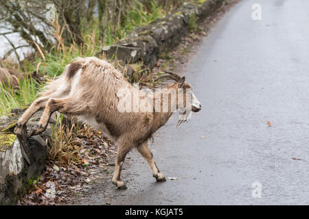 Loch Ard, Loch Lomond e il Trossachs National Park, Regno Unito. 8th Nov 2017. Tempo UK - una capra ferale - vivere selvaggia a Loch Lomond e il Trossachs National Park, Scozia - corre attraverso la strada dal lato di Loch Ard su un freddo e misty giorno autunnale Credit: Kay Roxby/Alamy Live News Foto Stock