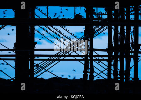 Aberystwyth Wales UK, mercoledì 08 novembre 2017 uk meteo: alcune decine di migliaia di storni sono ' appollaiati al tramonto su ghisa gambe della struttura vittoriano foto © keith morris / alamy live news Foto Stock