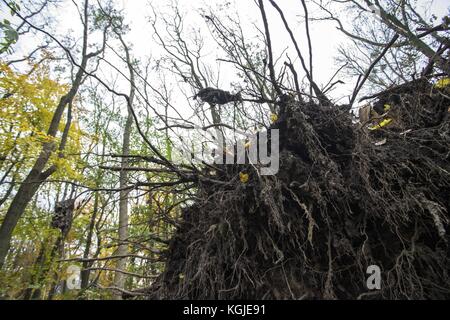 Poznan, Wielkopolska, Polonia. 8 novembre 2017. 8 novembre 2017 - Poznan, Polonia - alberi rotti dopo venti di forza da uragano Xavier e Gregor che sono passati attraverso la Polonia in ottobre e prima del prossimo forte vento, Martin, che passerà attraverso la Polonia questo fine settimana. Gli esperti affermano che, a causa del cambiamento climatico, fenomeni meteorologici simili possono verificarsi sempre più spesso. Crediti: Dawid Tatarkiewicz/ZUMA Wire/Alamy Live News Foto Stock