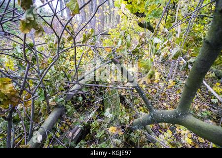 Poznan, Wielkopolska, Polonia. 8 novembre 2017. 8 novembre 2017 - Poznan, Polonia - alberi rotti dopo venti di forza da uragano Xavier e Gregor che sono passati attraverso la Polonia in ottobre e prima del prossimo forte vento, Martin, che passerà attraverso la Polonia questo fine settimana. Gli esperti affermano che, a causa del cambiamento climatico, fenomeni meteorologici simili possono verificarsi sempre più spesso. Crediti: Dawid Tatarkiewicz/ZUMA Wire/Alamy Live News Foto Stock