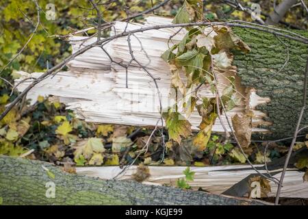 Poznan, Wielkopolska, Polonia. 8 novembre 2017. 8 novembre 2017 - Poznan, Polonia - alberi rotti dopo venti di forza da uragano Xavier e Gregor che sono passati attraverso la Polonia in ottobre e prima del prossimo forte vento, Martin, che passerà attraverso la Polonia questo fine settimana. Gli esperti affermano che, a causa del cambiamento climatico, fenomeni meteorologici simili possono verificarsi sempre più spesso. Crediti: Dawid Tatarkiewicz/ZUMA Wire/Alamy Live News Foto Stock