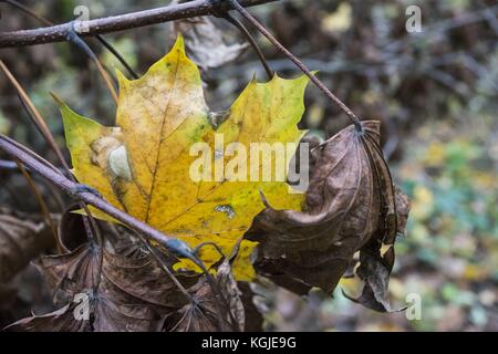 Poznan, Wielkopolska, Polonia. 8 novembre 2017. 8 novembre 2017 - Poznan, Polonia - alberi rotti dopo venti di forza da uragano Xavier e Gregor che sono passati attraverso la Polonia in ottobre e prima del prossimo forte vento, Martin, che passerà attraverso la Polonia questo fine settimana. Gli esperti affermano che, a causa del cambiamento climatico, fenomeni meteorologici simili possono verificarsi sempre più spesso. Crediti: Dawid Tatarkiewicz/ZUMA Wire/Alamy Live News Foto Stock