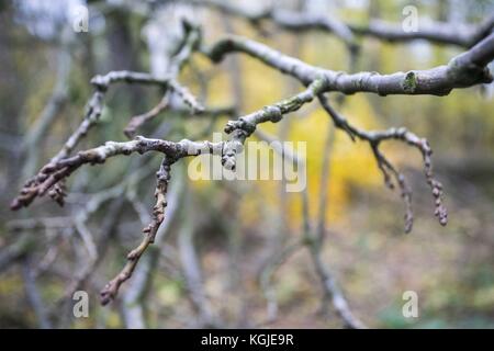 Poznan, Wielkopolska, Polonia. 8 novembre 2017. 8 novembre 2017 - Poznan, Polonia - alberi rotti dopo venti di forza da uragano Xavier e Gregor che sono passati attraverso la Polonia in ottobre e prima del prossimo forte vento, Martin, che passerà attraverso la Polonia questo fine settimana. Gli esperti affermano che, a causa del cambiamento climatico, fenomeni meteorologici simili possono verificarsi sempre più spesso. Crediti: Dawid Tatarkiewicz/ZUMA Wire/Alamy Live News Foto Stock