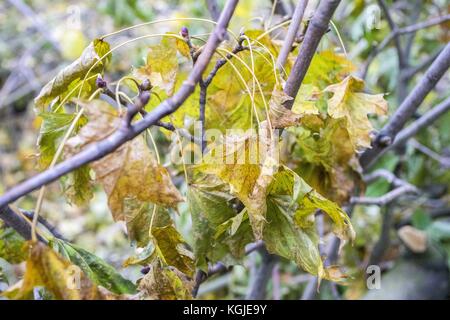 Poznan, wielkopolska, Polonia. 8 novembre, 2017. 8 novembre 2017 - Poznan, Polonia - alberi rotto dopo venti della forza di un uragano xavier e Gregor che è passato attraverso la Polonia in ottobre e prima del prossimo vento forte, Martin, che passerà attraverso la Polonia in questo fine settimana. Gli esperti dicono che come risultato del cambiamento climatico, simili fenomeni atmosferici possono verificarsi più e più spesso. Credito: dawid tatarkiewicz/zuma filo/alamy live news Foto Stock