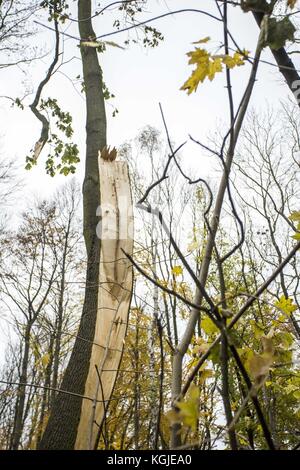 Poznan, Wielkopolska, Polonia. 8 novembre 2017. 8 novembre 2017 - Poznan, Polonia - alberi rotti dopo venti di forza da uragano Xavier e Gregor che sono passati attraverso la Polonia in ottobre e prima del prossimo forte vento, Martin, che passerà attraverso la Polonia questo fine settimana. Gli esperti affermano che, a causa del cambiamento climatico, fenomeni meteorologici simili possono verificarsi sempre più spesso. Crediti: Dawid Tatarkiewicz/ZUMA Wire/Alamy Live News Foto Stock