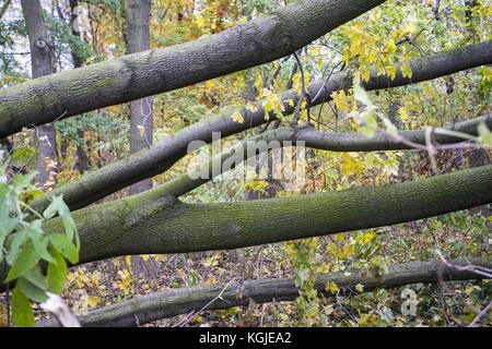 Poznan, Wielkopolska, Polonia. 8 novembre 2017. 8 novembre 2017 - Poznan, Polonia - alberi rotti dopo venti di forza da uragano Xavier e Gregor che sono passati attraverso la Polonia in ottobre e prima del prossimo forte vento, Martin, che passerà attraverso la Polonia questo fine settimana. Gli esperti affermano che, a causa del cambiamento climatico, fenomeni meteorologici simili possono verificarsi sempre più spesso. Crediti: Dawid Tatarkiewicz/ZUMA Wire/Alamy Live News Foto Stock