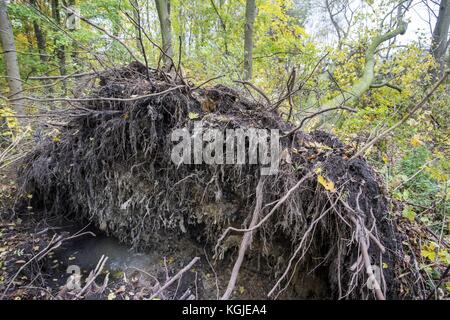 Poznan, Wielkopolska, Polonia. 8 novembre 2017. 8 novembre 2017 - Poznan, Polonia - alberi rotti dopo venti di forza da uragano Xavier e Gregor che sono passati attraverso la Polonia in ottobre e prima del prossimo forte vento, Martin, che passerà attraverso la Polonia questo fine settimana. Gli esperti affermano che, a causa del cambiamento climatico, fenomeni meteorologici simili possono verificarsi sempre più spesso. Crediti: Dawid Tatarkiewicz/ZUMA Wire/Alamy Live News Foto Stock