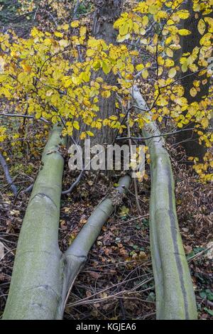 Poznan, wielkopolska, Polonia. 8 novembre, 2017. 8 novembre 2017 - Poznan, Polonia - alberi rotto dopo venti della forza di un uragano xavier e Gregor che è passato attraverso la Polonia in ottobre e prima del prossimo vento forte, Martin, che passerà attraverso la Polonia in questo fine settimana. Gli esperti dicono che come risultato del cambiamento climatico, simili fenomeni atmosferici possono verificarsi più e più spesso. Credito: dawid tatarkiewicz/zuma filo/alamy live news Foto Stock