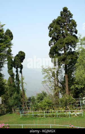 Verde scuro, alto supporto albero come protezione sul bordo di montagna Foto Stock