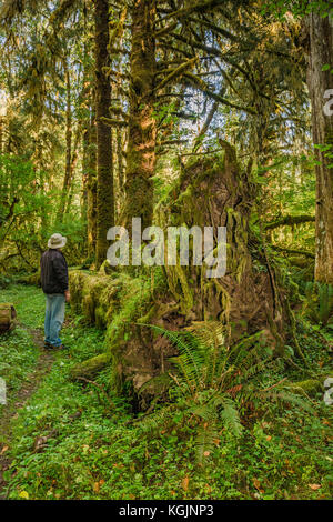 Hiker all'albero caduto, le radici coperte di muschio nella foresta pluviale, al Sentiero del Loop del Fiume Sams, alla Valle di Queets, al Parco Nazionale Olimpico, allo stato di Washington, Stati Uniti Foto Stock