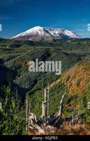 Monte St Helens volcano, blast zona dall eruzione del 1980 ora coperto con nuovi alberi, Monte St Helens National Volcanic Monument, Washington, Stati Uniti d'America Foto Stock