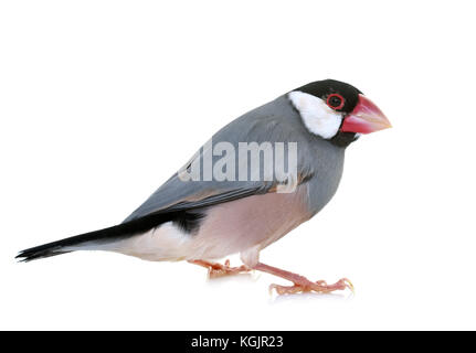 Java sparrow davanti a uno sfondo bianco Foto Stock