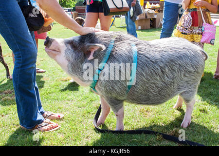 Suwanee GA, Stati Uniti d'America - 6 maggio 2017: un suino di pet al guinzaglio è petted da un ammiratore a woofstock cane festival, il 6 maggio 2017 in Suwanee GA. Foto Stock