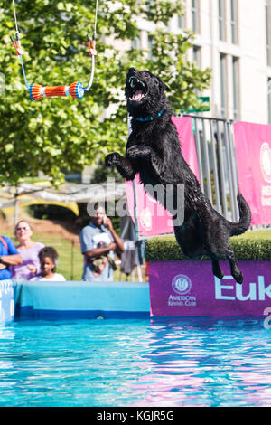 Suwanee GA, Stati Uniti d'America - 6 Maggio 2017: un cane salta fuori di un dock per cercare di afferrare un cane giocattolo sospeso al di sopra di una piscina di acqua al cane Woofstock festival. Foto Stock