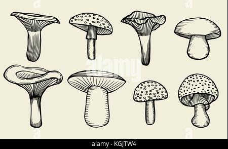 Set di vector disegnati a mano funghi vintage isolare su beige Illustrazione Vettoriale