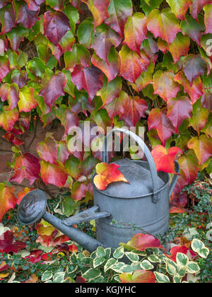 Vecchio annaffiatoio e caduta foglie di Virginia superriduttore Parthenocissus quinquefolia Foto Stock