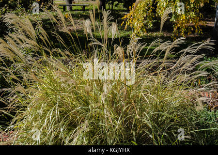 Miscanto, Miscanthus sinensis, crescendo in un giardino botanico di Oklahoma City, Oklahoma, Stati Uniti d'America. Foto Stock