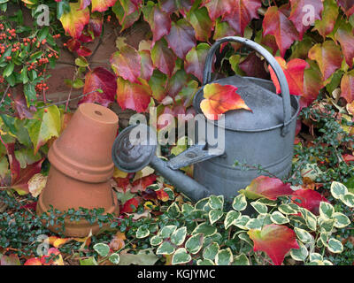 Annaffiatura vecchio può, tera cotta vasi di fiori e foglie caduto di Virginia superriduttore Parthenocissus quinquefolia Foto Stock