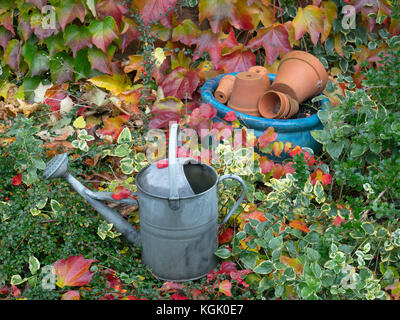 Annaffiatura vecchio può, tera cotta vasi di fiori e foglie caduto di Virginia superriduttore Parthenocissus quinquefolia Foto Stock