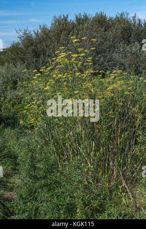 Grande campione di finocchio selvatico / Foeniculum vulgare cresce allo stato selvatico, in Cornovaglia. Piante commestibili come i suoi cugini addomesticati. Foto Stock