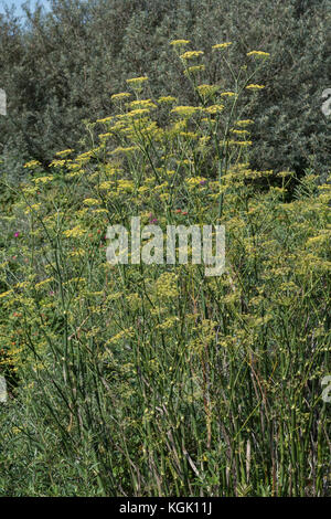 Grande campione di finocchio selvatico / Foeniculum vulgare cresce allo stato selvatico, in Cornovaglia. Piante commestibili come i suoi cugini addomesticati. Foto Stock