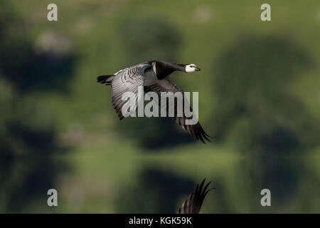 Barnacle Oca; Branta leucosi singolo in volo sopra l'acqua Cumbria; Regno Unito Foto Stock