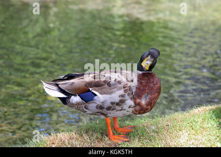 Germano reale maschio Foto Stock